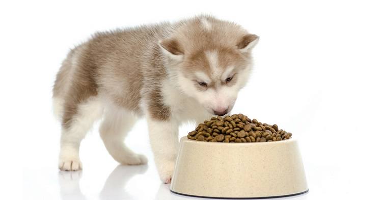 Best Dog Food for Huskies Siberian Husky