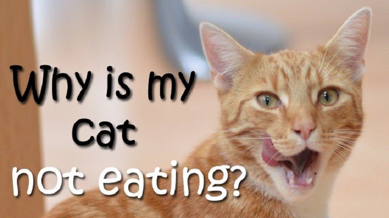 How Long Can A Cat Go Without Eating? You Need to Know This!