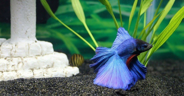 How Long Do Betta Fish Live? Everything You Need To Know