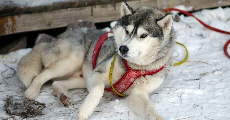 7 Best Harness For Husky (Buying Guide) Best Harness For Husky