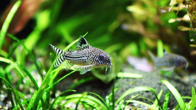 best algae eating fish for small tank