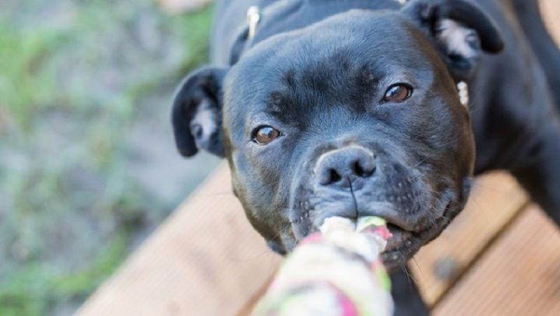 tuff toys for pit bulls