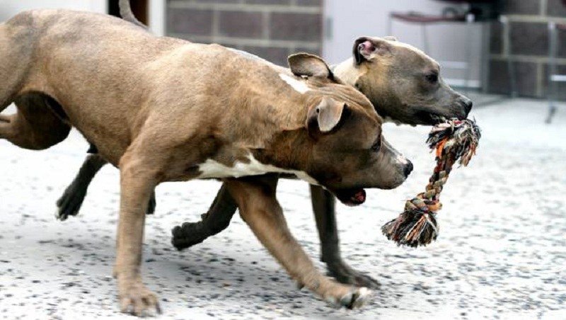 toughest chew toys for pit bulls