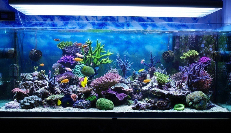 How To Soften Aquarium Water Without Causing Harm To The Fish?