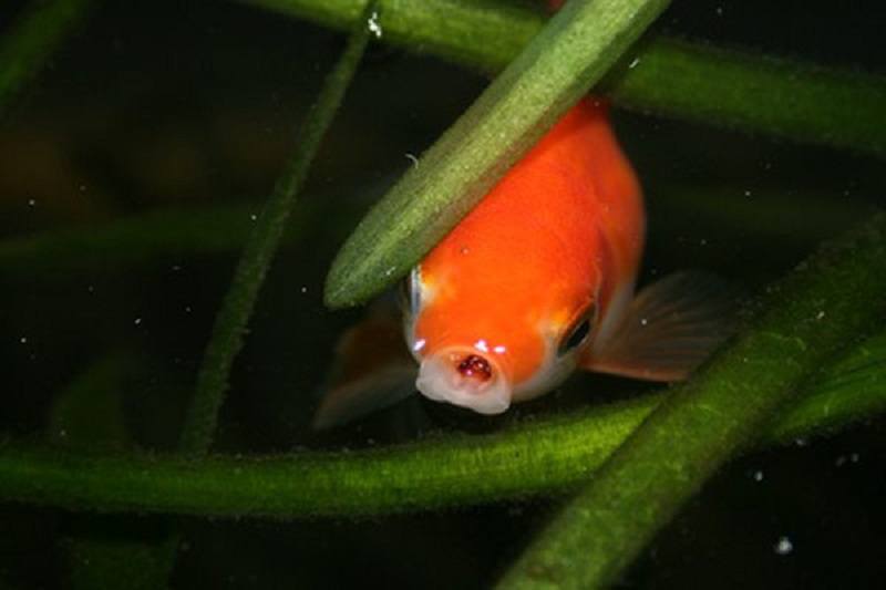 algae eater with goldfish