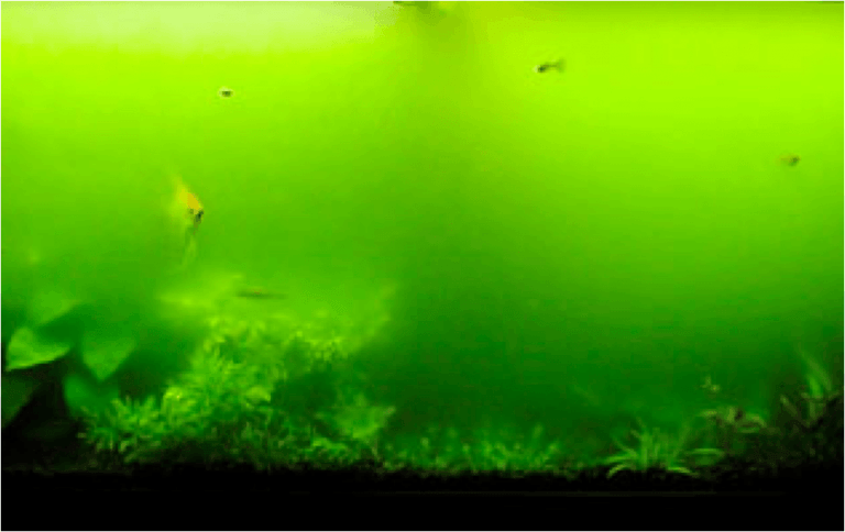 green algae in goldfish tank