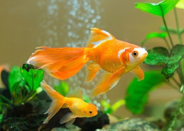 goldfish aquarium algae