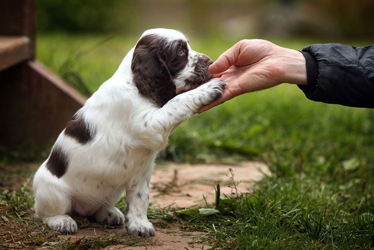 how-to-take-care-of-6-week-old-puppy-even-if-you-are-clueless-pet-so-fun