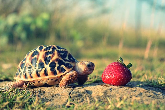 Practical Tips on How to Feed Your Pet: What Do Turtles Eat?