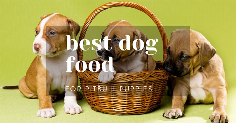 Best Dog Foods For Liver Disease In 2019 (5 Choices 100% WORKING!)