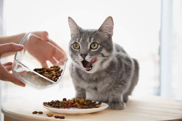 cat food that helps with vomiting