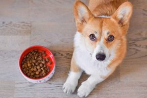 Best Dog Foods for Liver Disease in 2019 (5 Choices 100% WORKING!)