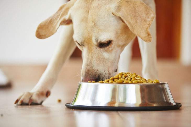 best dog food for dogs with liver disease