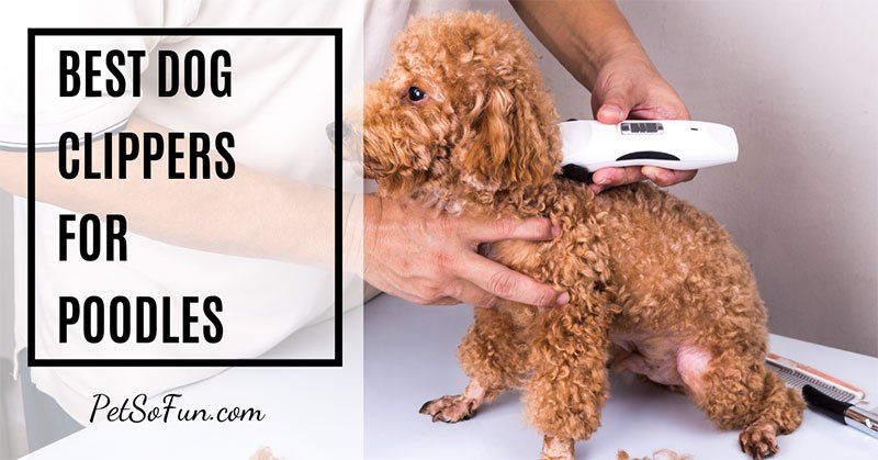 best andis clippers for poodles