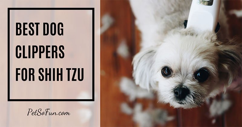 Best Dog Clippers for Shih Tzu of 2019: Do NOT Buy Before Reading This!