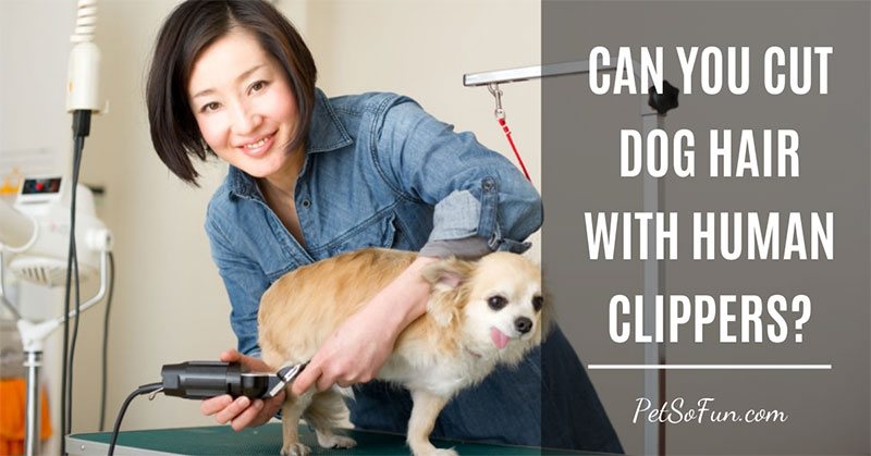 can you cut dog hair with human clippers
