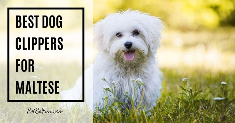 best clippers for maltese dogs