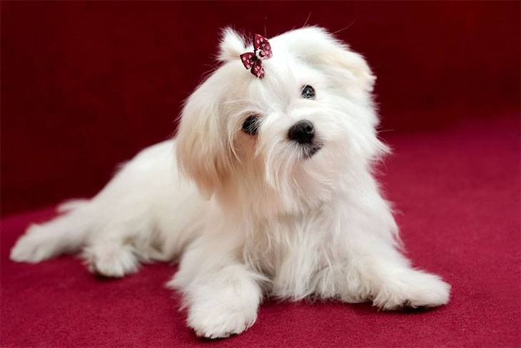 best dog clippers for maltese