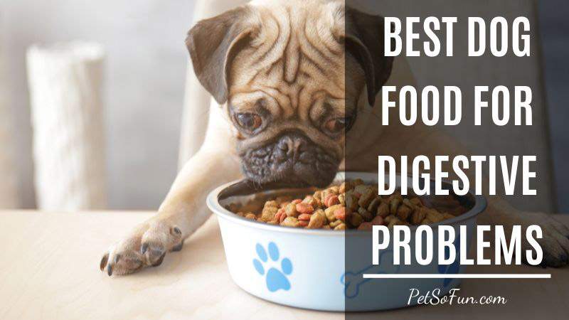Best Dog Food for Digestive Problems How to Feed your Dog